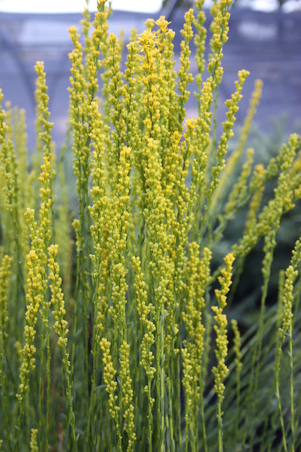 Image of Solidago stricta 'Yellow Rockets' taken at Juniper Level Botanic Gdn, NC by JLBG