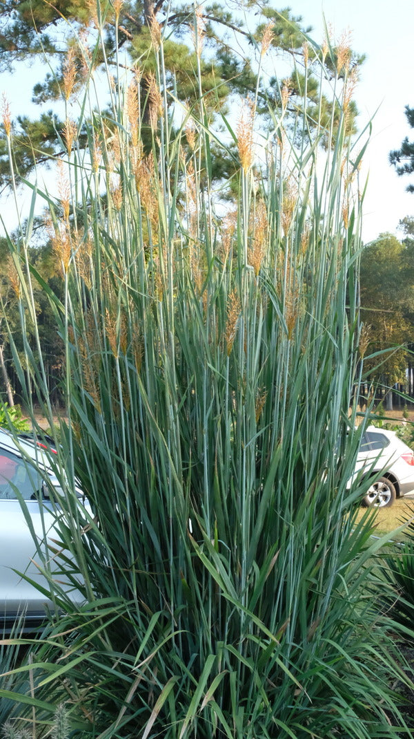Image of Sorghastrum nutans 'Slim Pickens' taken at Juniper Level Botanic Gdn, NC by JLBG