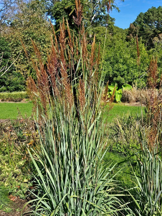 Image of Sorghastrum nutans 'Slim Pickens' taken at Juniper Level Botanic Gdn, NC by JLBG