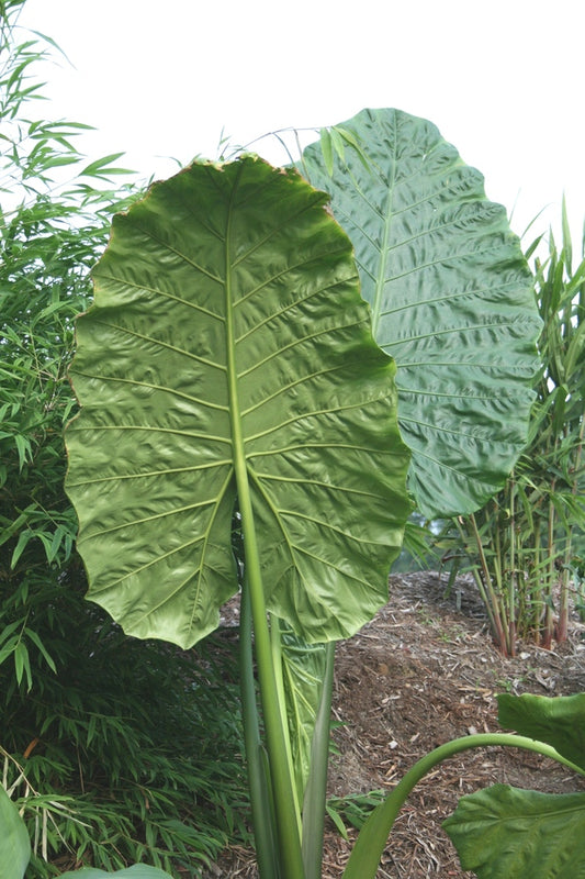 Image of Specialocasia vietnamensis 'Phat Chance' taken at Juniper Level Botanic Gdn, NC by JLBG