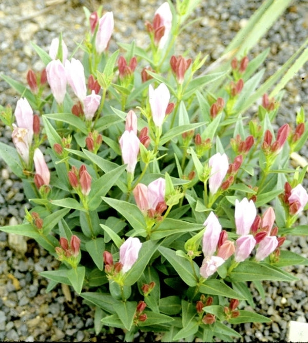 Image of Spigelia alabamensis taken at Juniper Level Botanic Gdn, NC by JLBG