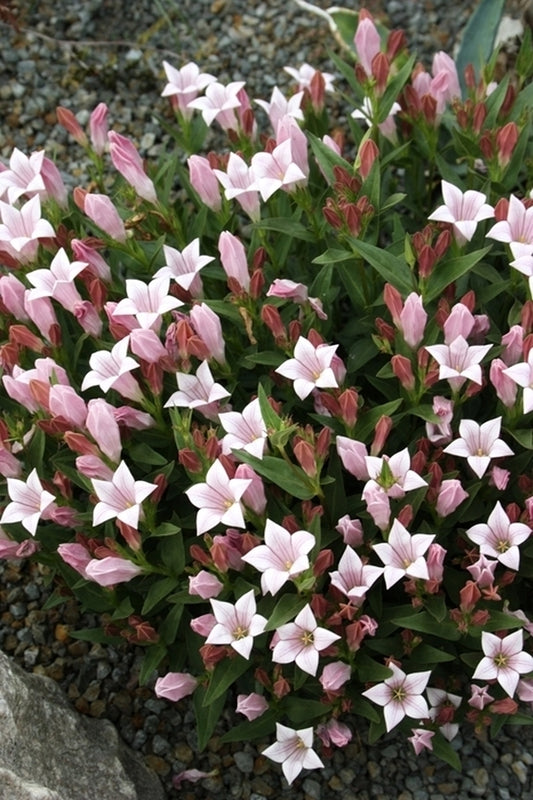 Image of Spigelia alabamensis
