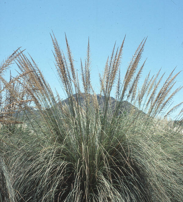 Image of Sporobolus maximus 'Salta Splendor' taken at Cachi to Cafayette, Argentina