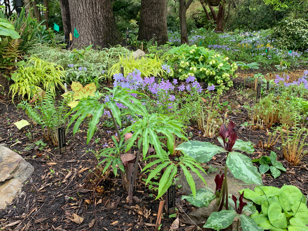 Monthly Garden Tour