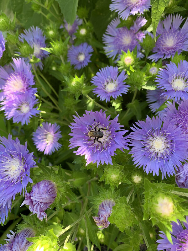 Image of Stokesia laevis 'Peachie's Pick' taken at Juniper Level Botanic Garden, Raleigh NC by Lidia Churakova