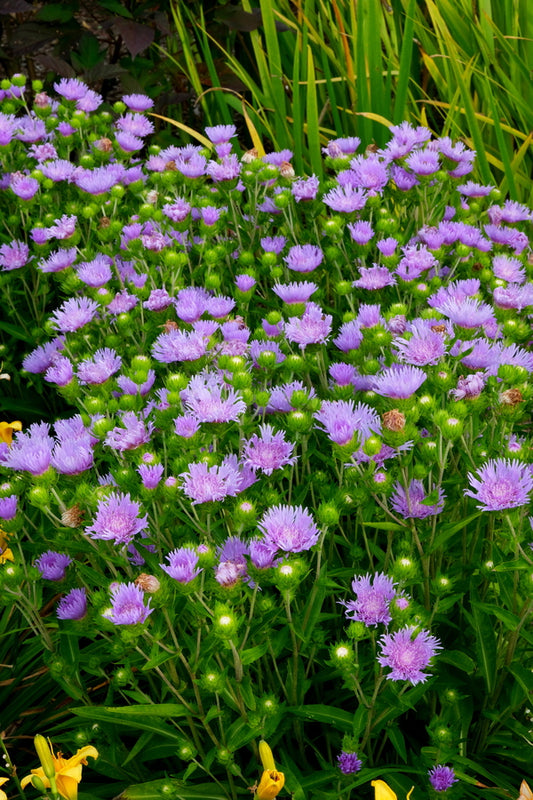 Image of Stokesia laevis 'Peachie's Pick' taken at Juniper Level Botanic Gdn, NC by JLBG