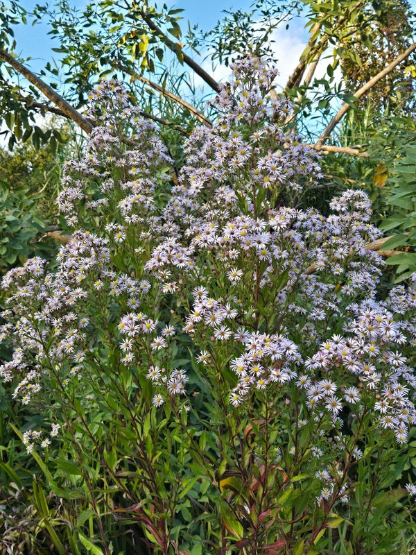 Image of Symphyotrichum elliottii taken at Juniper Level Botanic Gdn, NC by JLBG