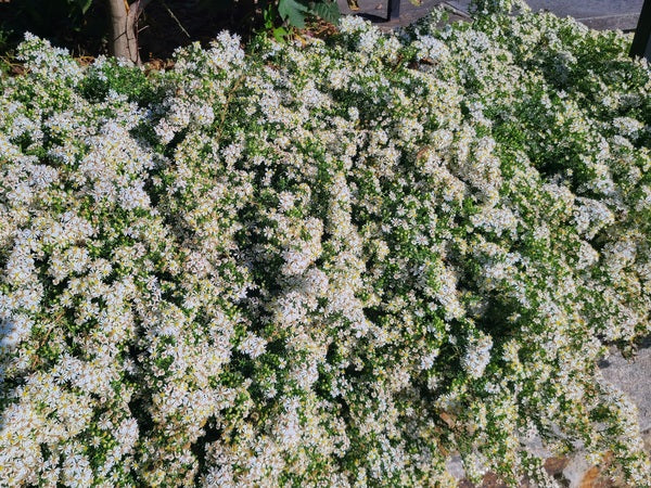 Image of Symphyotrichum ericoides 'Snow Flurry' taken at Wave Hill, Bronx, NY by JLBG