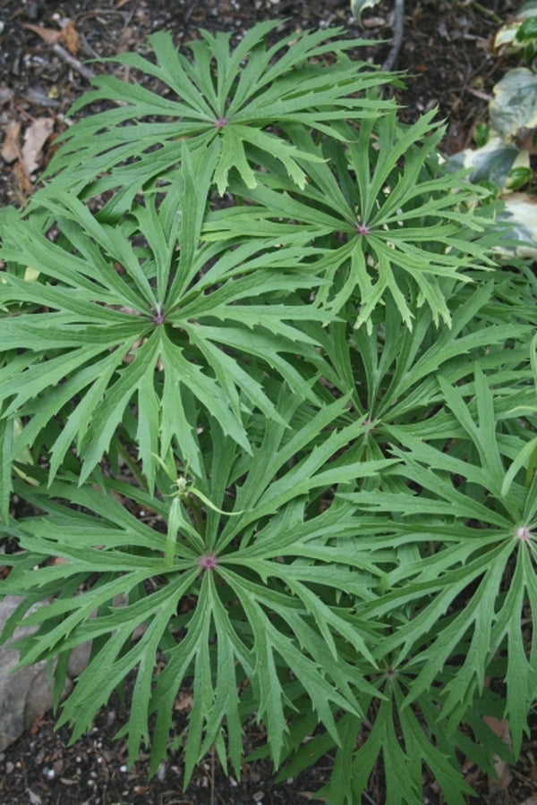 Image of Syneilesis aconitifolia taken at Juniper Level Botanic Gdn, NC by JLBG