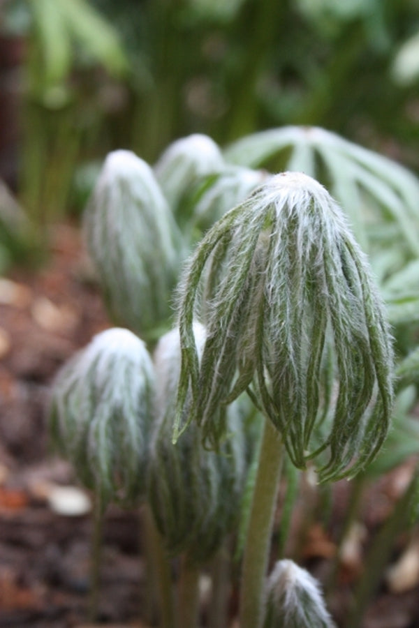 Image of Syneilesis aconitifolia taken at Juniper Level Botanic Gdn, NC by JLBG