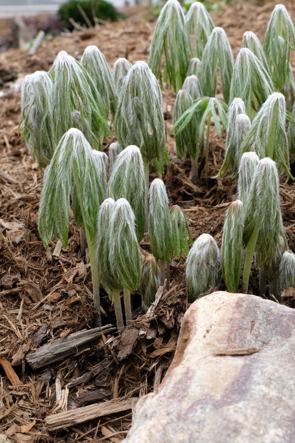 Image of Syneilesis aconitifolia taken at Juniper Level Botanic Gdn, NC by JLBG