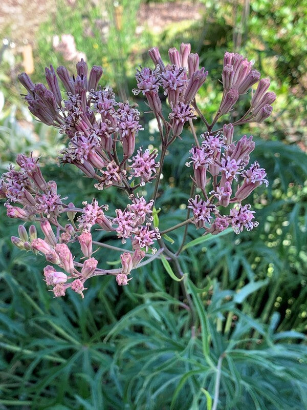 Image of Syneilesis aconitifolia taken at Juniper Level Botanic Gdn, NC by C. Hardison