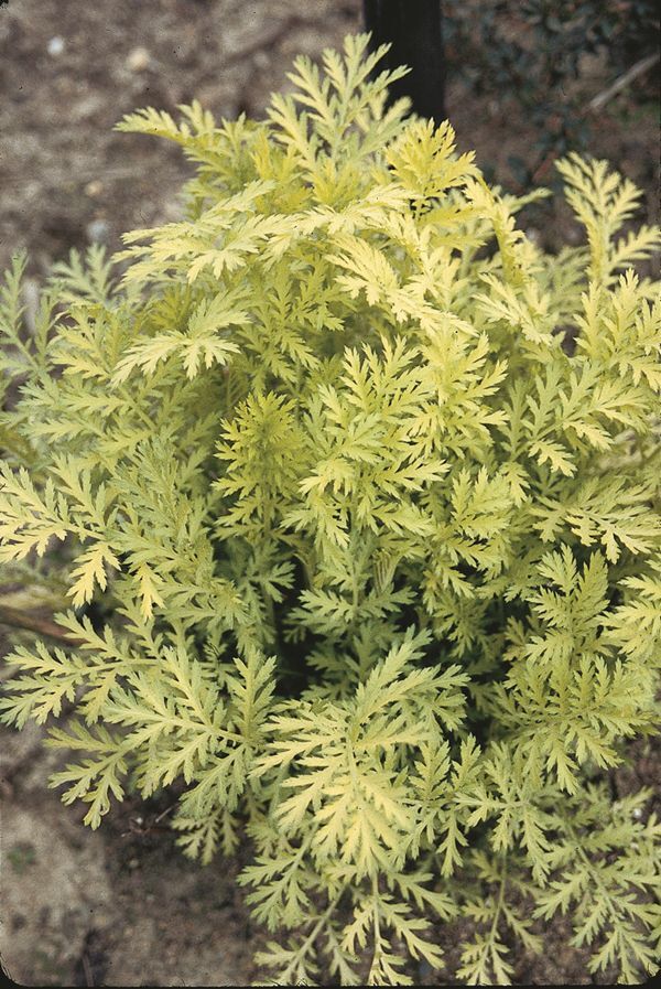 Image of Tanacetum vulgare 'Isla Gold' taken at Juniper Level Botanic Gdn, NC by JLBG