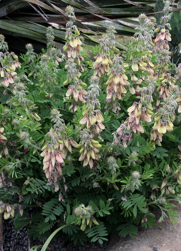 Image of Tephrosia virginiana