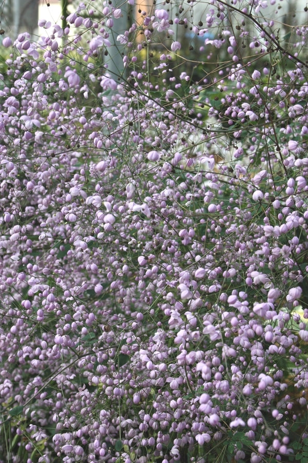 Image of Thalictrum 'Splendide' taken at Walters Gardens, MI