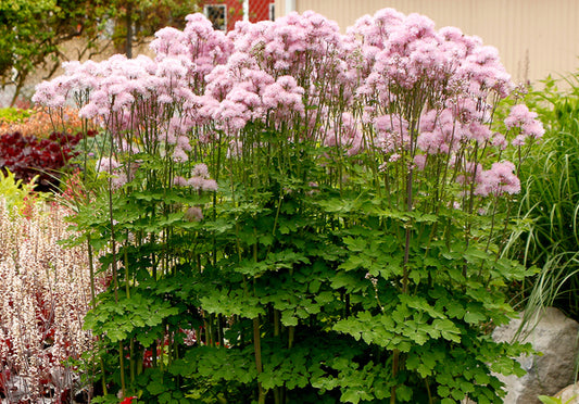 Image of Thalictrum aquilegiifolium 'Nimbus Pink'  taken at Terra Nova Nurseries, OR by Terra Nova Nurseries