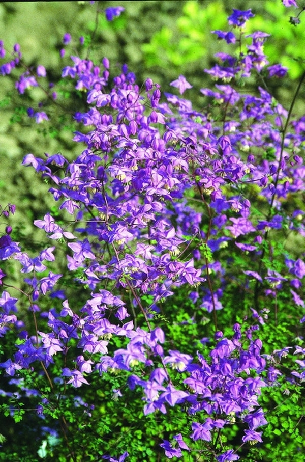 Image of Thalictrum delavayi var. decorum taken at Crug Farms, UK