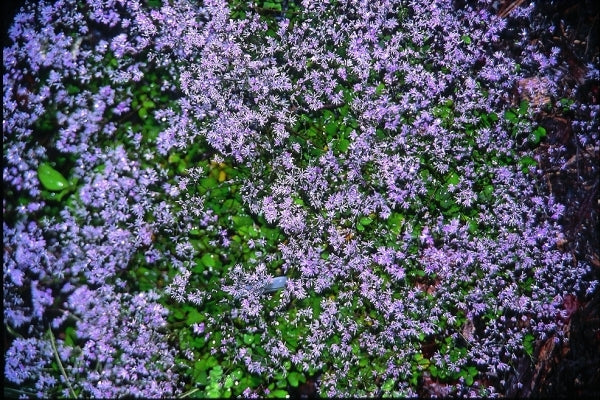 Image of Thalictrum kiusianum taken at Juniper Level Botanic Gdn, NC by JLBG