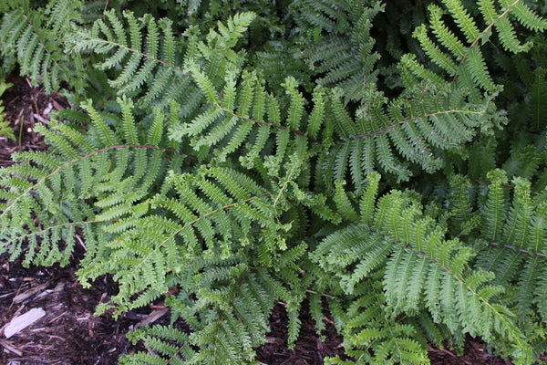 Image of Thelypteris acuminata 'Cristata'