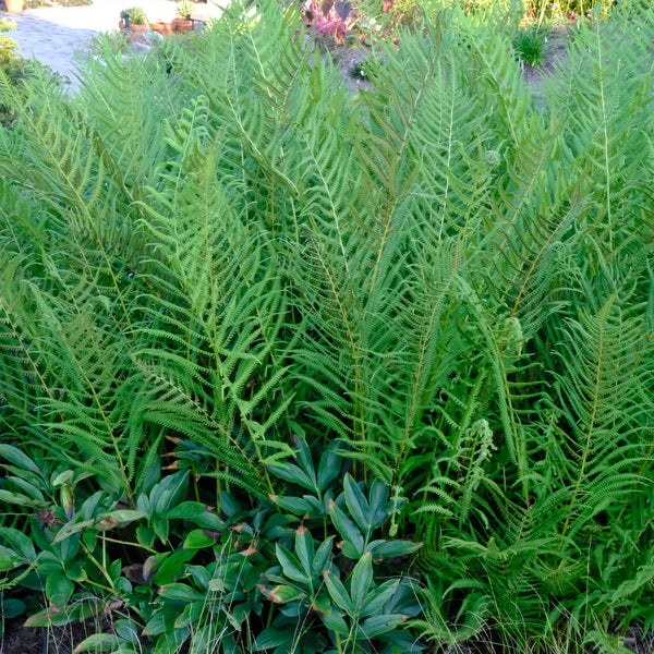 Image of Thelypteris kunthii taken at Juniper Level Botanic Gdn, NC by JLBG