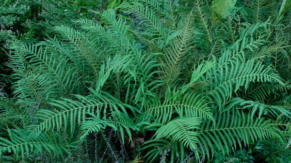 Image of Thelypteris normalis var. lindheimeri 'Weekend at Boerne' taken at Juniper Level Botanic Gdn, NC by JLBG