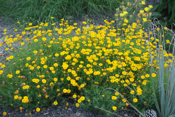 Image of Thymophylla pentachaeta var. pentachaeta 'Laredo Gold' taken at Juniper Level Botanic Gdn, NC by JLBG