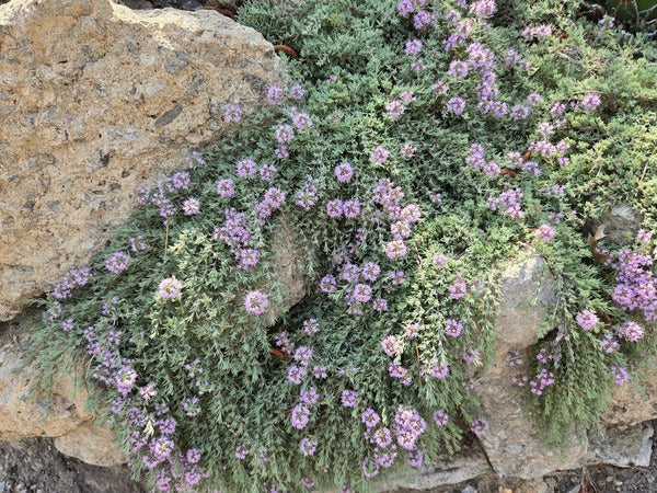 Image of Thymus neiceffii taken at Juniper Level Botanic Gdn, NC by JLBG