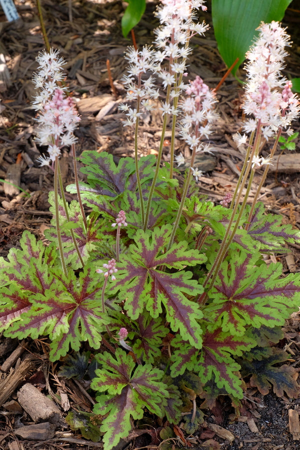 Image of Tiarella 'Sylvan Lace' taken at Juniper Level Botanic Gdn, NC by JLBG