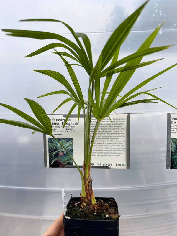 Image of Trachycarpus fortunei 'Bulgaria'