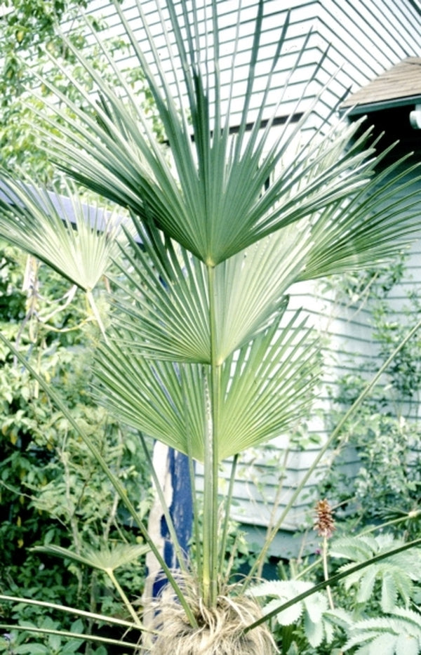 Image of Trachycarpus fortunei 'Wagnerianus' taken at S. Hogan Gdn, OR
