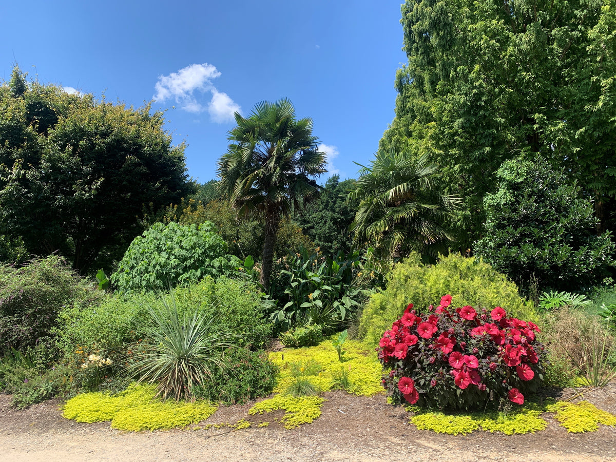 Growing Cold Hardy Palms - Online Only