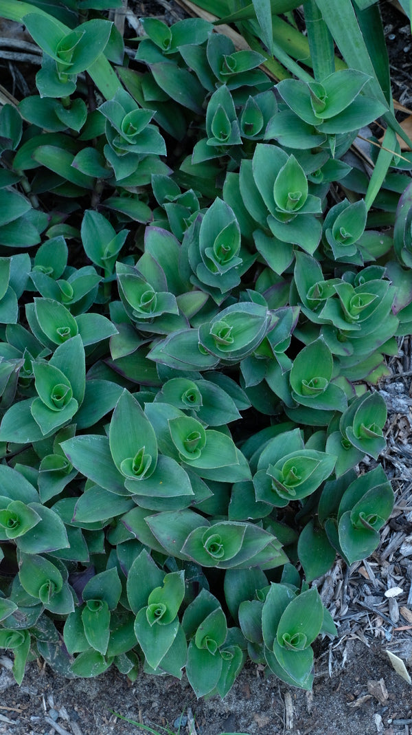 Image of Tradescantia 'Pale Puma'  taken at Juniper Level Botanic Gdn, NC by JLBG
