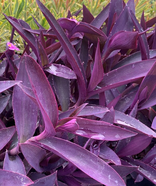 Image of Tradescantia pallida taken at Juniper Level Botanic Gdn, NC by C. Hardison