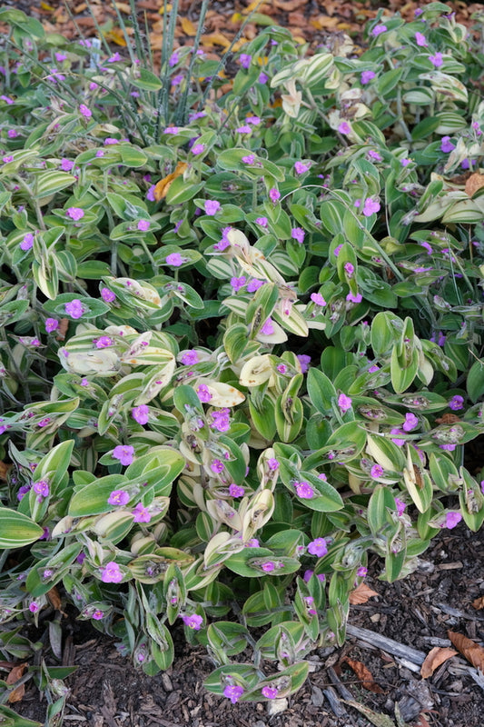 Image of Tradescantia sillamontana 'Gold Stripes' taken at Juniper Level Botanic Gdn, NC by JLBG
