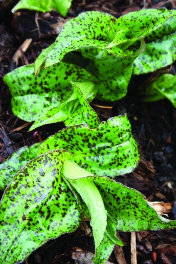 Image of Tricyrtis 'Amanogawa' taken at Juniper Level Botanic Gdn, NC by JLBG
