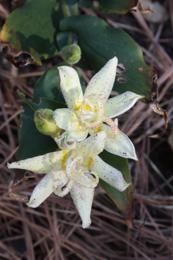 Image of Tricyrtis 'Amanogawa' taken at J.C. Raulston Arboretum, NC