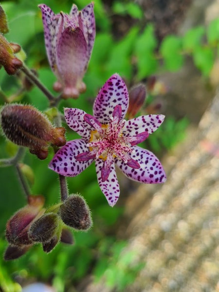 Image of Tricyrtis 'Fluffy Orchid' taken at Juniper Level Botanic Gdn, NC by JLBG