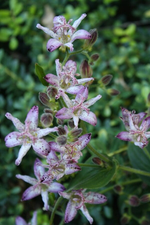 Image of Tricyrtis 'Momoyama' taken at Juniper Level Botanic Gdn, NC by JLBG