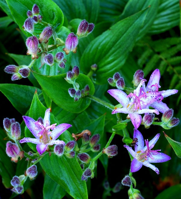 Image of Tricyrtis 'Momoyama' taken at Juniper Level Botanic Gdn, NC by JLBG