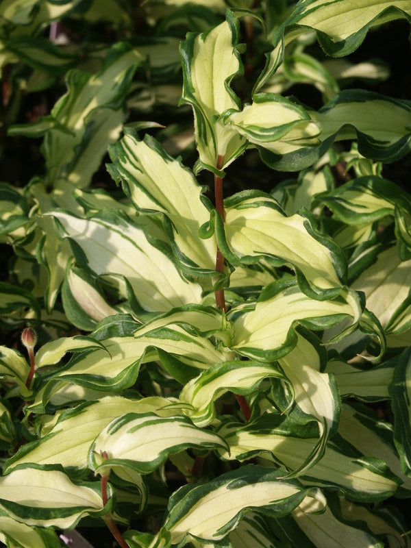 Image of Tricyrtis 'White Waves' PP 20,007 taken at Juniper Level Botanic Gdn, NC by JLBG