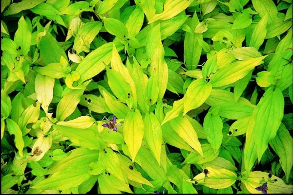 Image of Tricyrtis formosana 'Gates of Heaven' taken at Juniper Level Botanic Gdn, NC by JLBG