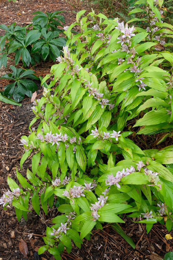 Image of Tricyrtis hirta 'Golden Anniversary' taken at Juniper Level Botanic Gdn, NC by JLBG
