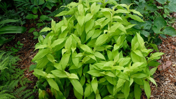 Image of Tricyrtis hirta 'Golden Anniversary' taken at Juniper Level Botanic Gdn, NC by JLBG