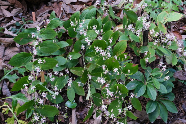 Image of Tricyrtis macropoda 'Lushan' taken at Juniper Level Botanic Gdn, NC by JLBG