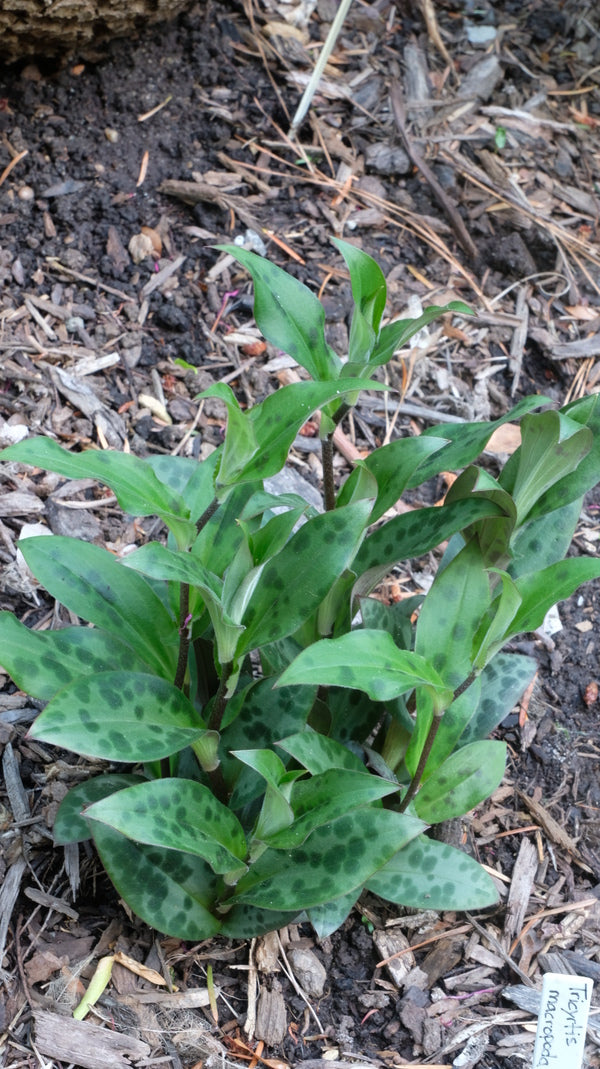 Image of Tricyrtis macropoda 'Lushan' taken at Juniper Level Botanic Gdn, NC by JLBG