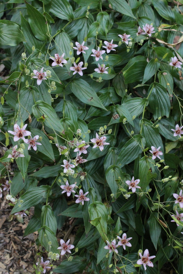 Image of Tricyrtis ravenii 'All the Rave' taken at Juniper Level Botanic Gdn, NC by JLBG