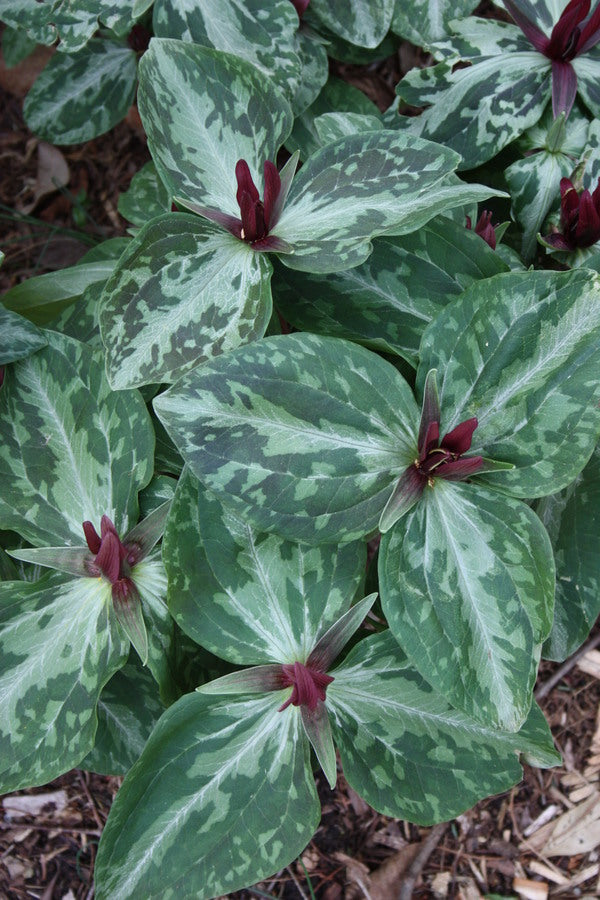 Image of Trillium foetidissimum 'Baton Rouge' taken at Juniper Level Botanic Gdn, NC by JLBG