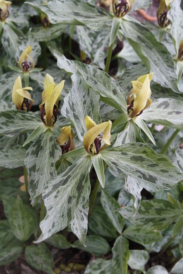 Image of Trillium lancifolium 'Lancelot' taken at Juniper Level Botanic Gdn, NC by JLBG