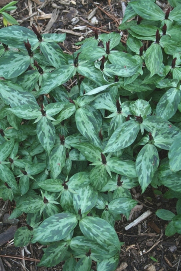 Image of Trillium lancifolium 'Shotgun Wedding' taken at Juniper Level Botanic Gdn, NC by JLBG