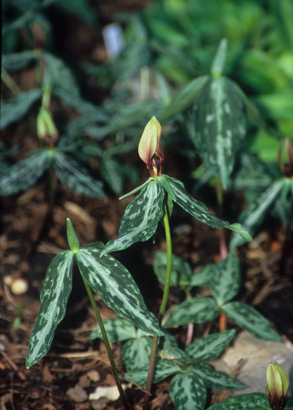 Image of Trillium lancifolium coll. #A2FL-013